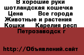 В хорошие руки шотландская кошечка › Цена ­ 7 - Все города Животные и растения » Кошки   . Карелия респ.,Петрозаводск г.